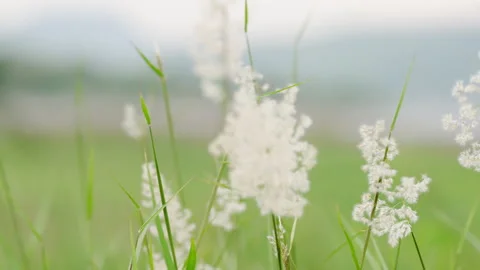 Grass on a summer Stock-Footage 153821401