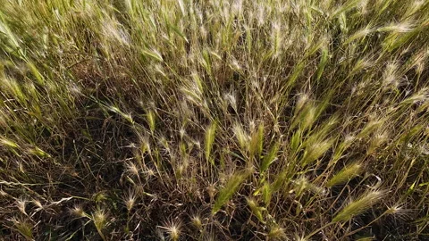 Grass in Summer. Stock Footage 312456383