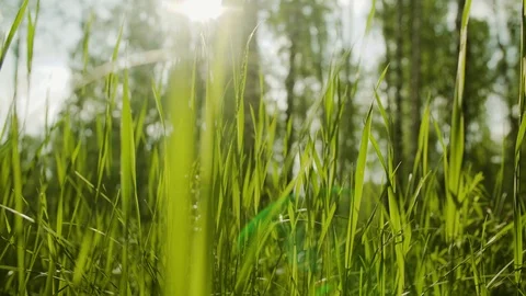 Grass in the summer forest close-up Stock Footage 91261392