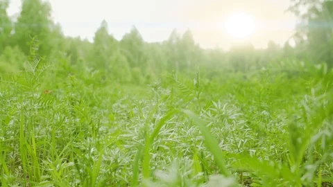 Grass in the summer forest close-up Video stock 91262380