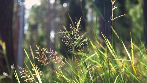 Grass In The Summer Forest 動画素材 111926219