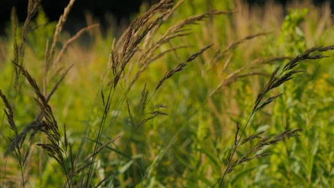 Grass In The Summer Forest In The Wind Blured Background Stock Footage 93852201