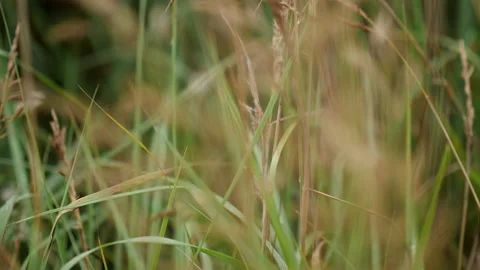 Grass in the summer meadow. Focus pulling Stock Footage 205315066