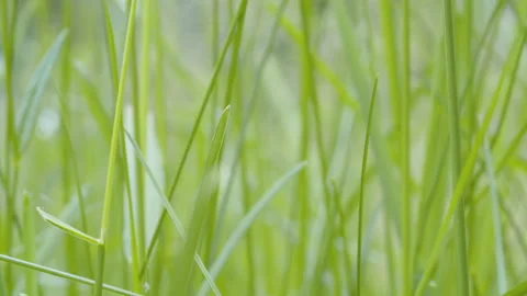 Grass in summer on the meadow Stock-Footage 134124777