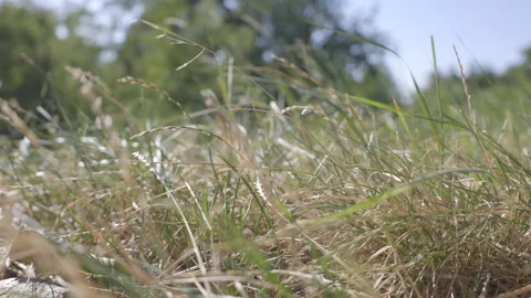 Grass in the summer meadow Stock Footage 225921524