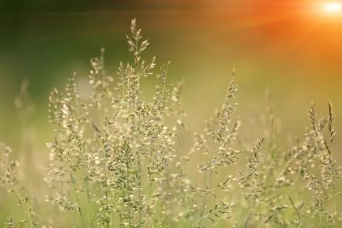 Grass on summer meadow Stock Photos