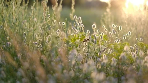 Grass, summer meadow at sunset. Stock Footage 119448207