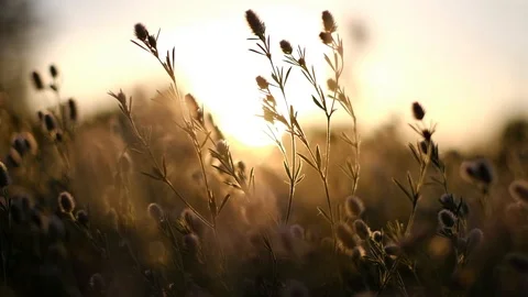 Grass, summer meadow at sunset. Stock Footage 119448235