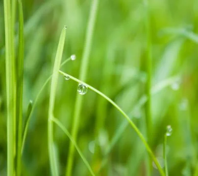 Grass in summer Stock Photos