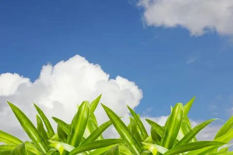 Grass in summer. Stock Photos