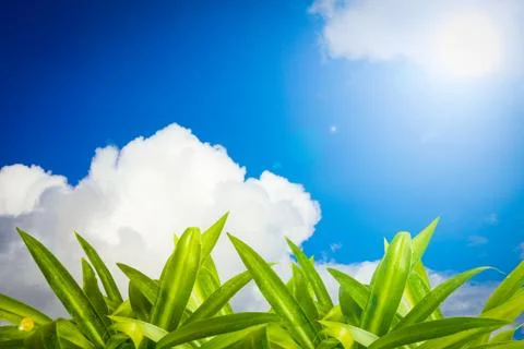 Grass in summer. Foto stock