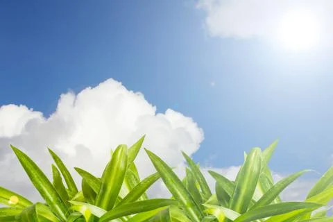 Grass in summer. Stock Photos