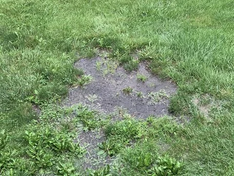 Grass summer rain puddle  Stock Photos