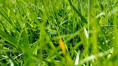 Grass in Summertime - Tracking Shot Stock Footage 106995008