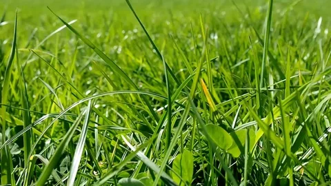 Grass in Summertime - Tracking Shot Stock Footage 107364601