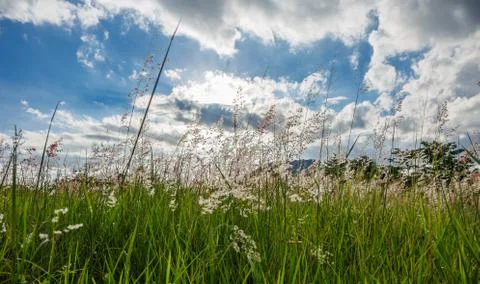 Grass with the sun behind. 写真素材
