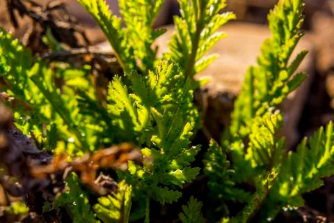 Grass in the sun close to the waste heaps Stock Photos