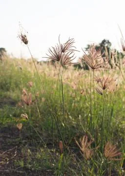 Grass with the sun in the evening Stock Photos
