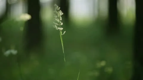 Grass at Sun Stock Footage