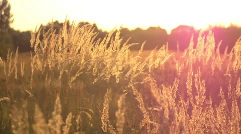 Grass in the sun Stock Footage 30779360