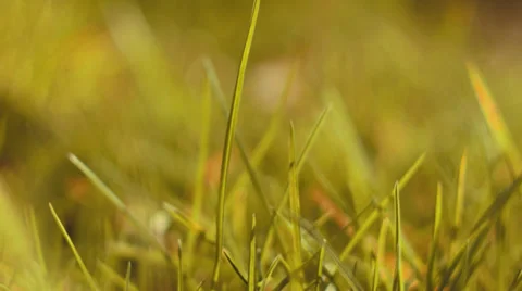 Grass in the Sun Video stock 39093341