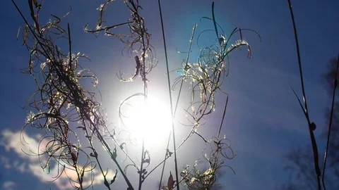 The grass in the sun. Stock Footage 80281763
