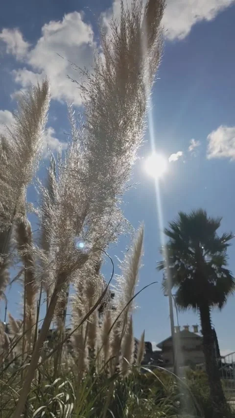 Grass, sun, palm tree, sky, wind Stock Footage 164447930