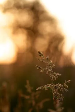 Grass in the sun Stock Photos