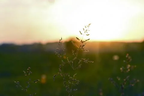 The grass in the sun Stock Photos