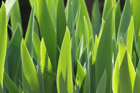 Grass in the sun Stock Photos