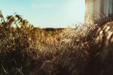 Grass in the Sun Stock Photos