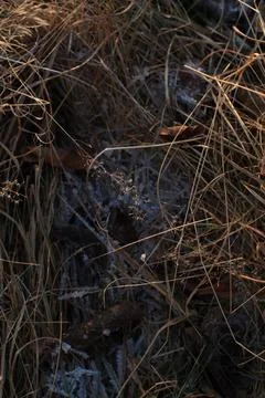 Grass in the sun Foto stock