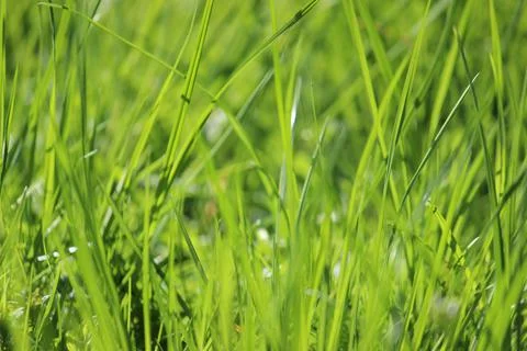 Grass in the Sun Stock Photos