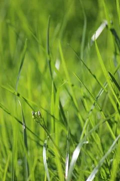 Grass in the Sun Stock Photos