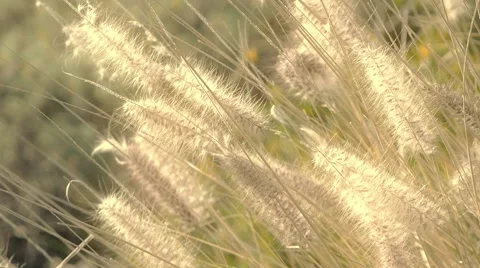 Grass with sun reflections Stock Footage 62778354