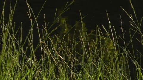 Grass in the sun on the river bank Stock Footage 47317507