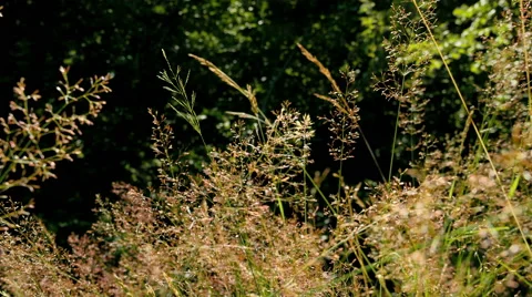 Grass with the sun shining close-up in a forest, the evening at sunset, sunrise Stock Footage 65494836