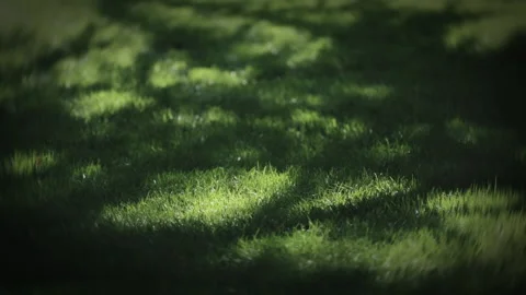 Grass sunlight beam field paddy field pasture grassland private garden plant Vídeo Stock 233684279