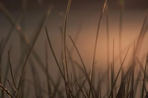 Grass in sunlight close up. Selective focus. Soft backdrop Foto stock