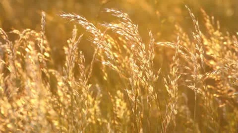 Grass at sunlight Stock Footage 10572576