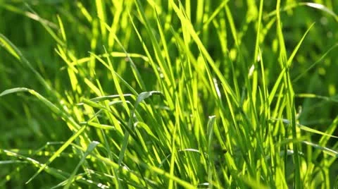 Grass at sunlight Stock Footage 10573259