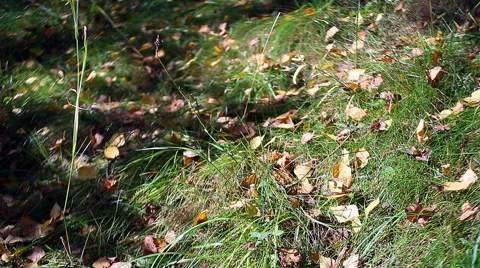 Grass in sunlight Stock Footage 67884917