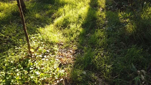 Grass Sunlight Stock-Footage 129953963