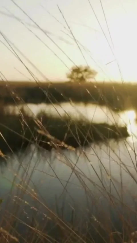 Grass in Sunlight Stock Footage 242175910