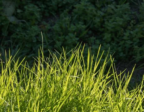 Grass in sunlight outdoor Stock Photos