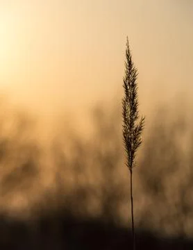 Grass in the sunlight Stock Photos