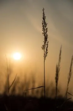 Grass in the sunlight Stock Photos