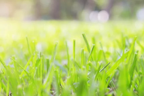 Grass with sunlight. Stock Photos
