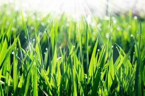 Grass in the sunlight Stock Photos
