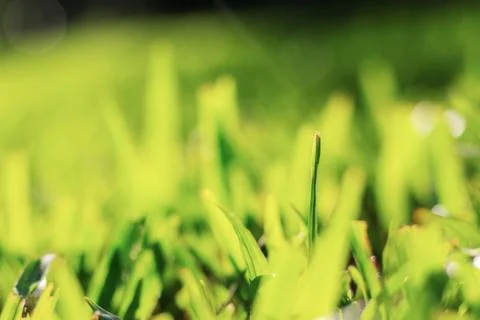 Grass with sunlight. Stock Photos